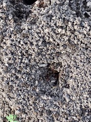 Aphaenogaster longiceps