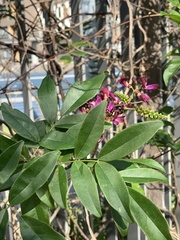 Wisteriopsis reticulata