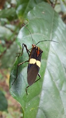 Hypselonotus subterpunctatus