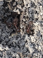 Aphaenogaster longiceps