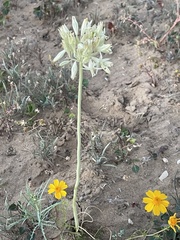 Triteleiopsis palmeri