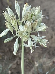 Triteleiopsis palmeri