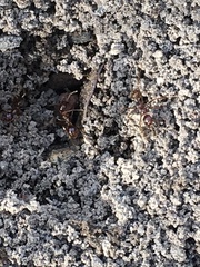 Aphaenogaster longiceps
