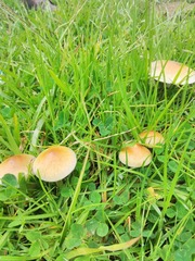Psilocybe cubensis