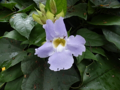 Thunbergia