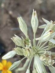 Triteleiopsis palmeri