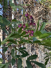 Wisteriopsis reticulata