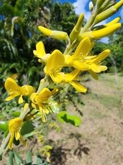 Sophora tomentosa
