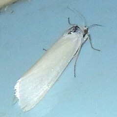 Scirpophaga