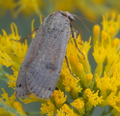 Abagrotis alternata