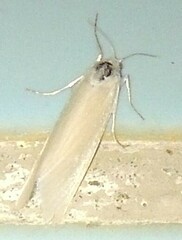 Scirpophaga