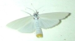 Scirpophaga