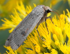 Abagrotis alternata