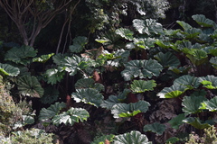 Gunnera insignis