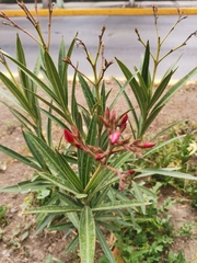 Nerium oleander