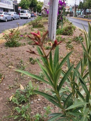Nerium oleander