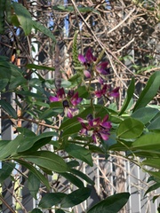 Wisteriopsis reticulata