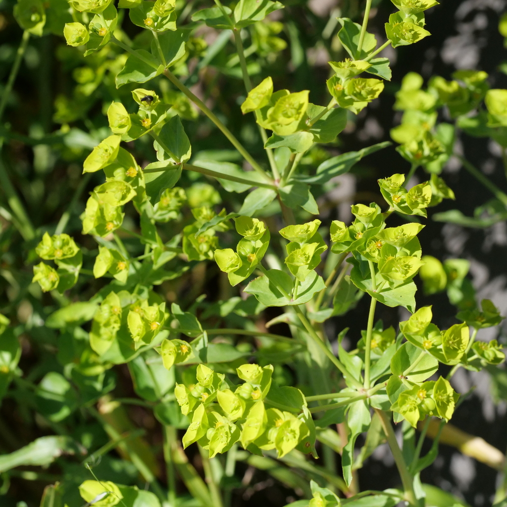 carnation spurge