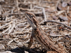 Pogona vitticeps