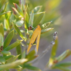 Endeolena aurinatella