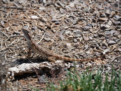 Pogona vitticeps