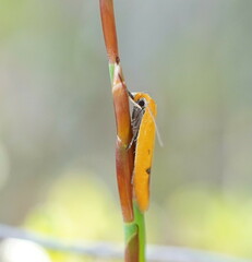 Endeolena aurinatella