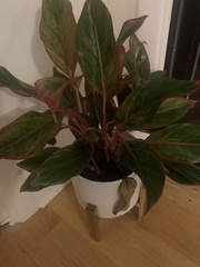 Aglaonema