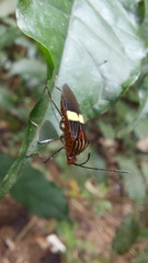 Hypselonotus subterpunctatus