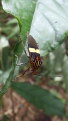 Hypselonotus subterpunctatus