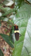 Hypselonotus subterpunctatus