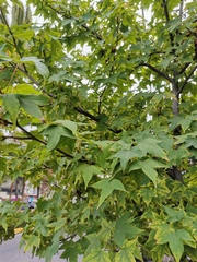 Liquidambar
