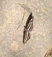 Neptis