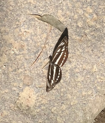 Neptis