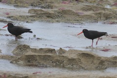 Haematopus fuliginosus