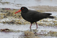Haematopus fuliginosus