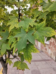 Liquidambar