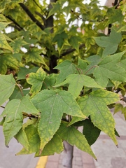 Liquidambar