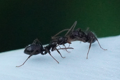 Camponotus sexguttatus