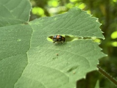 Physosmaragdina nigrifrons