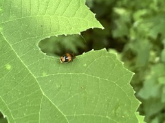 Physosmaragdina nigrifrons