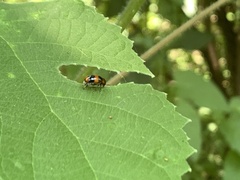 Physosmaragdina nigrifrons