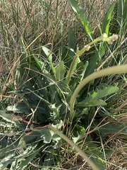 Crepis runcinata hallii