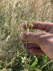 Crepis runcinata hallii
