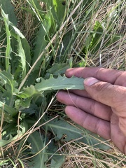 Crepis runcinata hallii