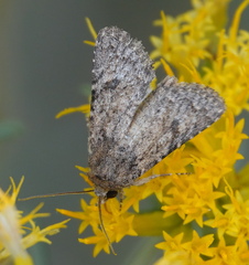 Protorthodes alfkenii