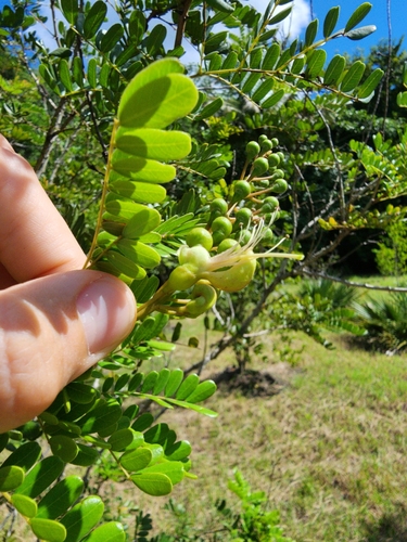 Caesalpinia bahamensis