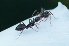 Camponotus sexguttatus