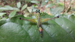 Eumastacidae