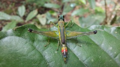 Eumastacidae