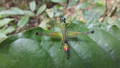 Eumastacidae